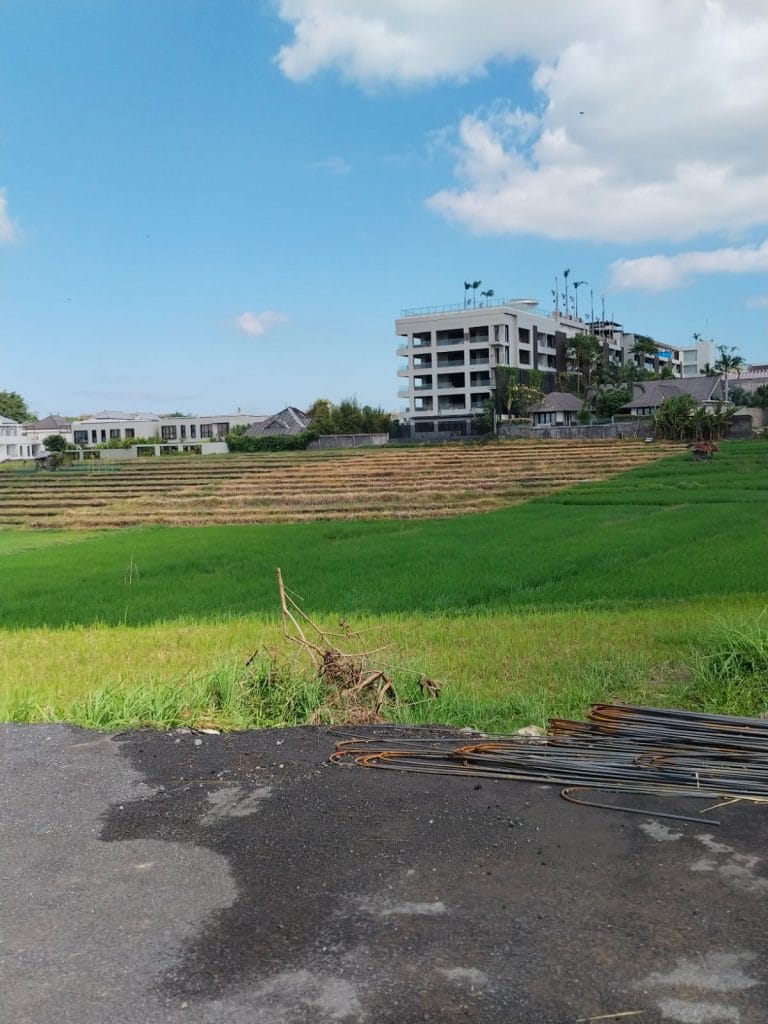 ricefield view